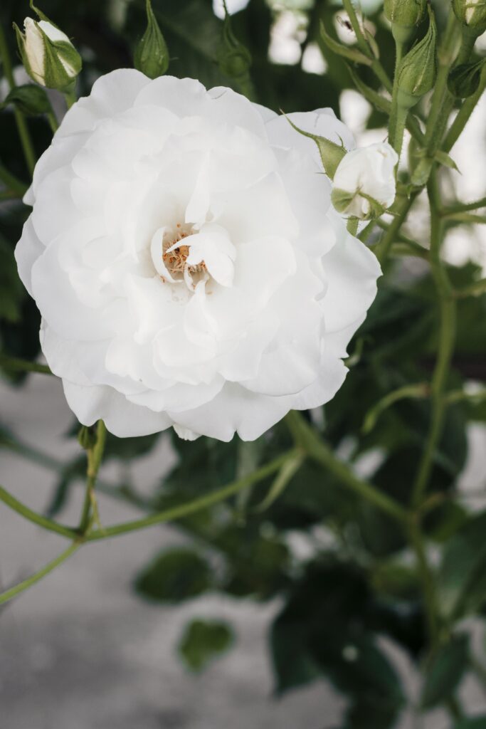 ดอกไม้แต่งบ้าน การ์ดิเนีย พุดซ้อน