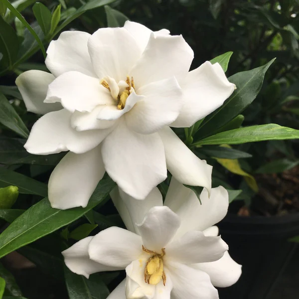 ดอกไม้กลิ่นหอม - พุดซ้อน gardenia