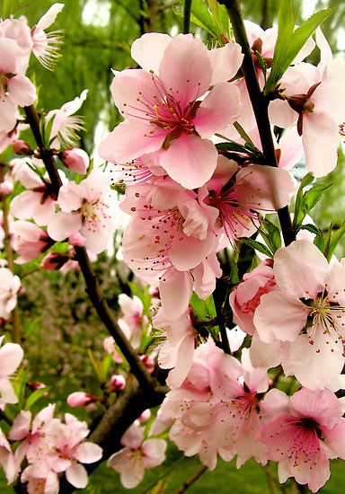 ดอกไม้เสริมดวงความรัก ดอกท้อ peach blossom