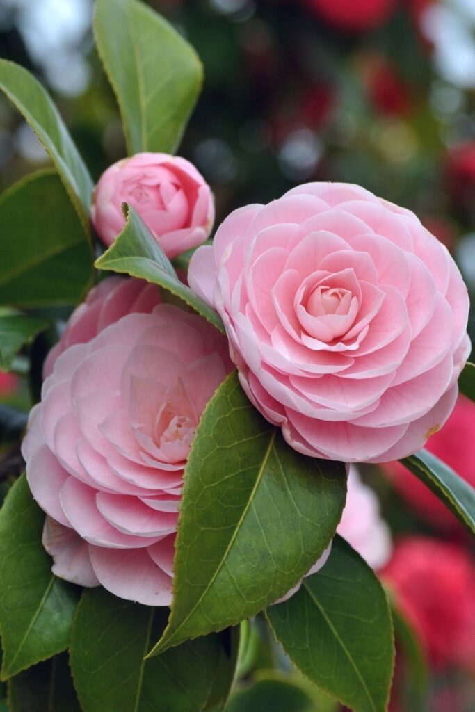 ดอกไม้สีชมพู คามิเลีย