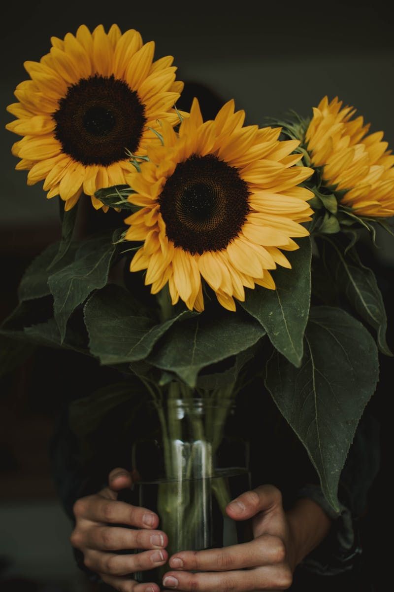 เรื่องน่ารู้เกี่ยวกับดอกทานตะวัน 10 Sunflower Fun Facts Great