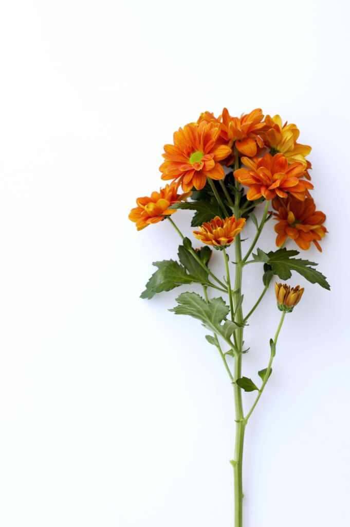 ดอกเบญจมาศ Spray Chrysanthemum