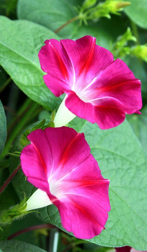 ดอกไม้ญี่ปุ่น asagao morning glory ผักบุ้งญี่ปุ่น มอร์นิ่งกลอรี่