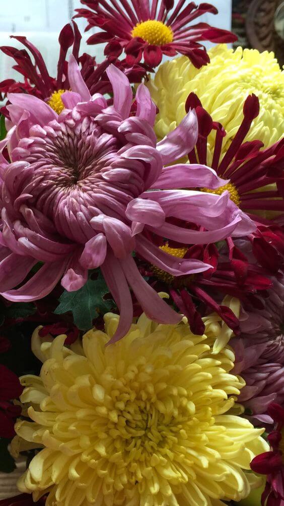 ดอกไม้ญี่ปุ่น คิคุ kiku เบญจมาศ มัม Chrysanthemum