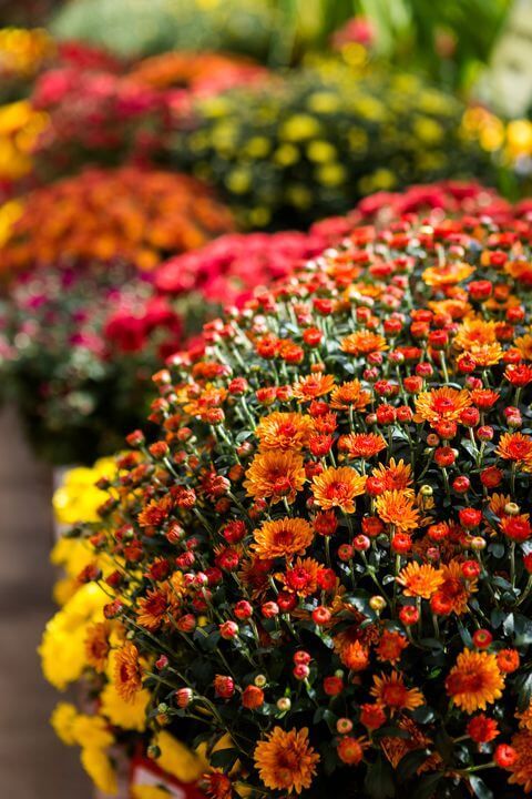 ดอกเบญจมาศ potted chrysanthemum