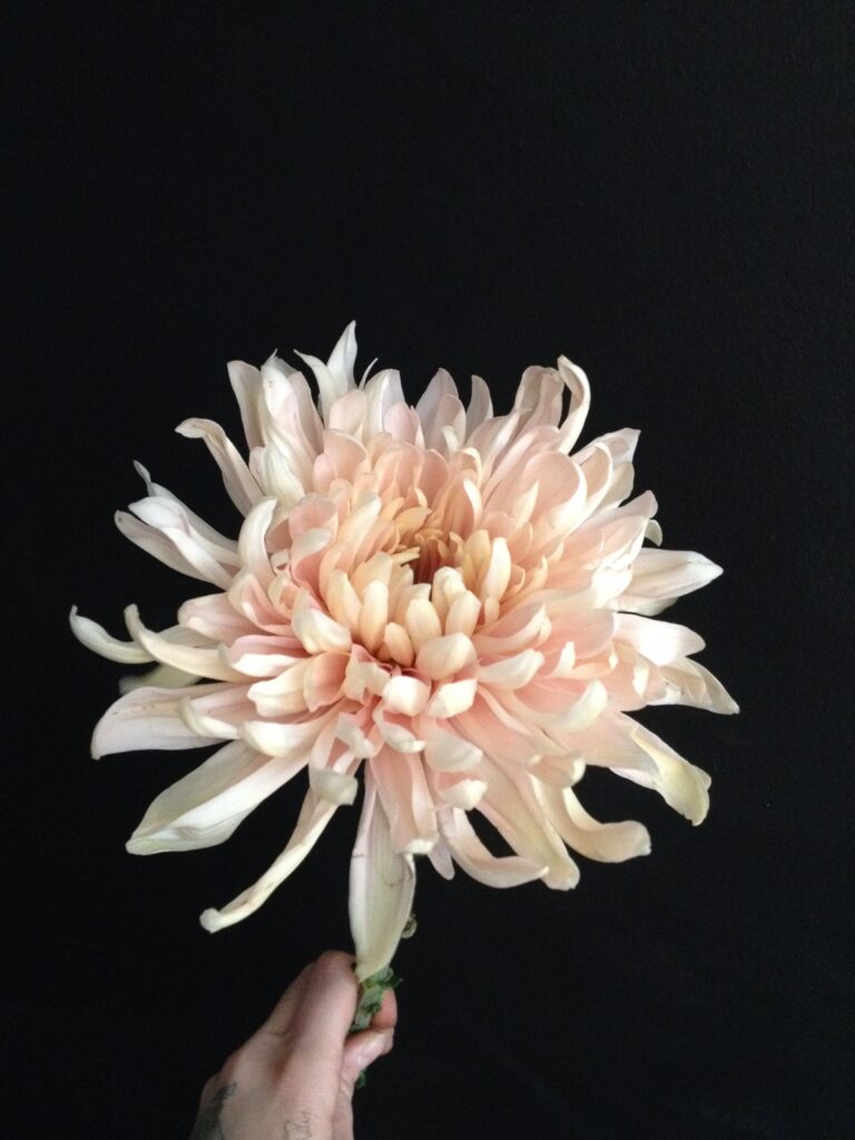 ดอกเบญจมาศ standard chrysanthemum