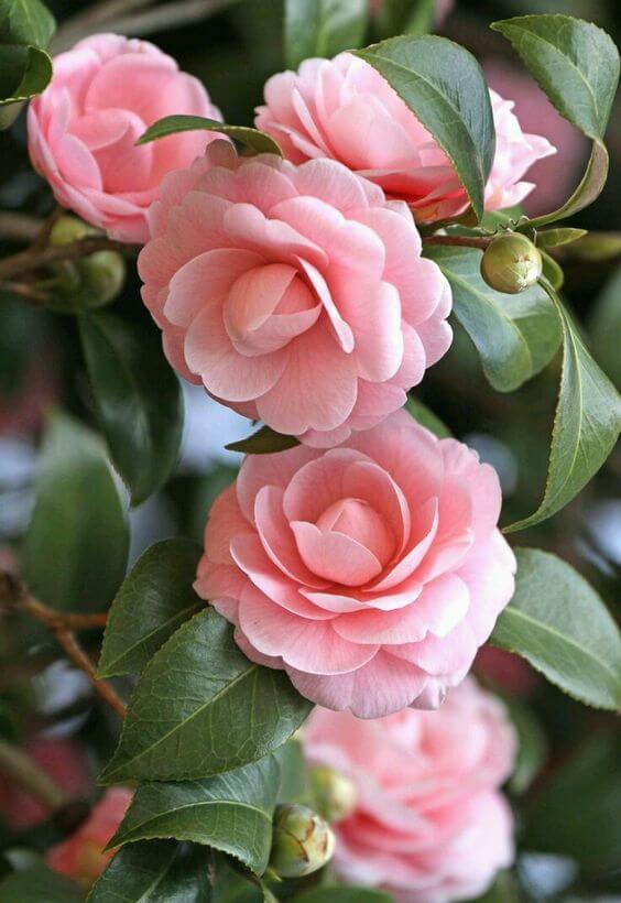 ดอกไม้ญี่ปุ่น สึบากิ คามิเลีย camellia