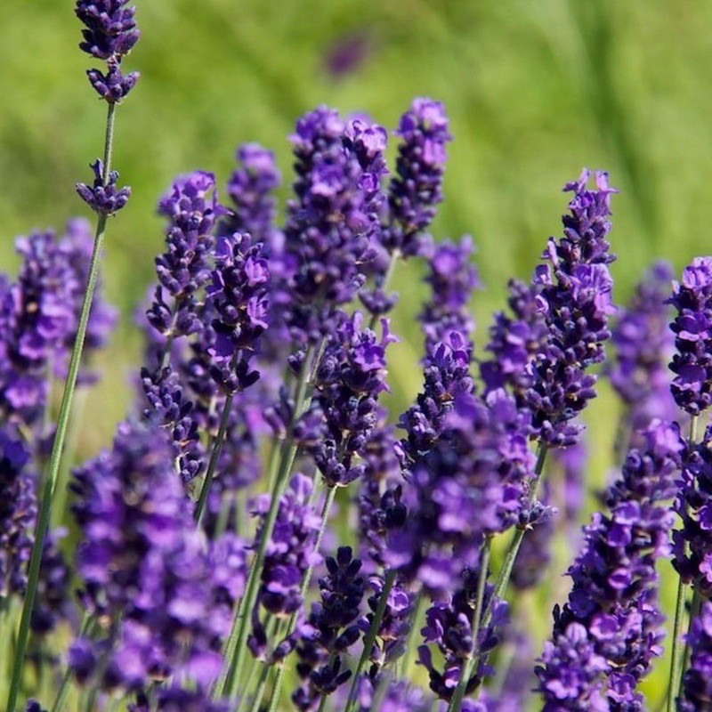 ดอกไม้กลิ่นหอม - ลาเวนเดอร์ lavender